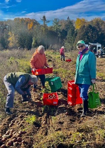 A group of volunteers cathering potatoes in a field.