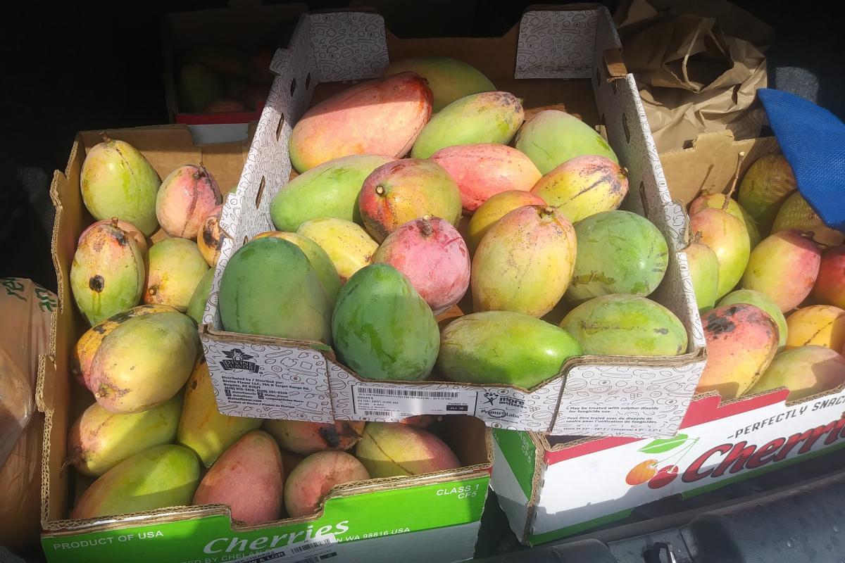 Boxes of mangos photo credit: Transition Sarasota