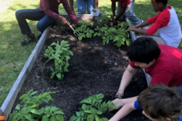 kids planting vegetables in a school garden