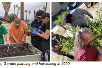 A'Avutem (Elders) garden planting and harvesting in 2020