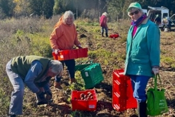 A group of volunteers gathering poatoes in a field